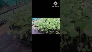 grafting plants nursery [upl. by Ogg]