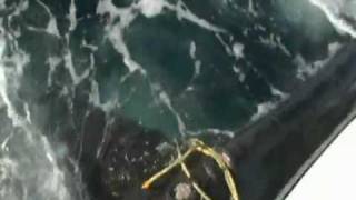 RESCATE DE BALLENA ENREDADA EN BOYA Luis Pettite Videografo [upl. by Llirrem605]