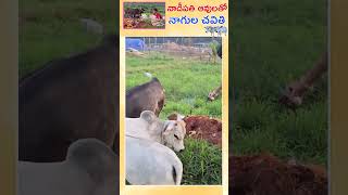 నాడీపతి ఆవులతో నాగుల చవితి shorts krishna flute cow miniature yt viral reels [upl. by Sally]