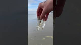 Rescuing a Comb Jellyfish shorts [upl. by Eecats439]