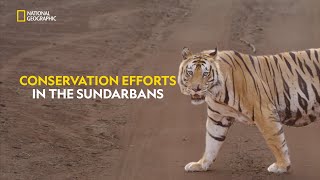 Mission to Save Tigers  Counting Tigers  हिंदी  S1  E1  Nat Geo Wild [upl. by Ahtebbat876]