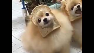 Toast Dogs [upl. by Idnew]