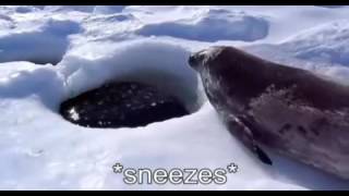 Captioned Seal Sea Doggo [upl. by Elak96]