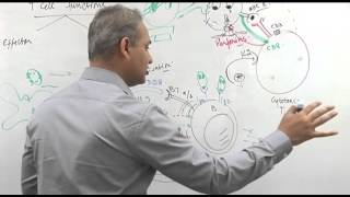 T cell functions Immunology lecture 10 part 5 [upl. by Anamuj]