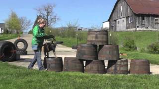 Malinois Puppy Training Lesson Sixteen [upl. by Denver360]