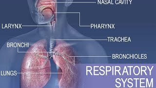 Anatomy and physiology of Respiratory system [upl. by Enyalaj233]