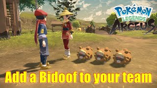 Pokemon Legends Arceus All Bidoof Locations [upl. by Roddy]