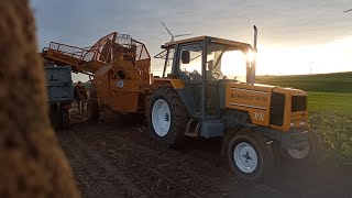 Test nowego nabytku akcja Łubcze 2023 😀opór🚜renault 7032 PX Case IH 4230 XLZetor 7045 kleine 5002 [upl. by Anah]