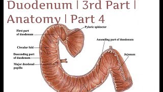 Duodenum  3rd Part  Anatomy  Part 4 [upl. by Hnim]