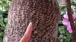 Scary bad owl prank [upl. by Attalanta]