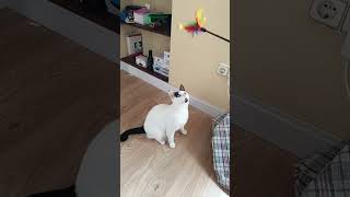 blind cats can hunt too 💕animallover animals cat catlover cute kitten catvideos gatos kitty [upl. by Releehw]