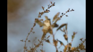 Isabelline  Redtailed Shrike Bempton Cliffs RSPB East Yorkshire 41024 [upl. by Hplodnar]