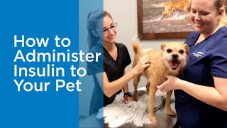 How to Administer Insulin to a Dog or Cat [upl. by Toft]