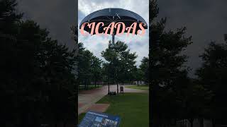 😱The Cicada Apocalypse Has Arrived shortsvideo animals wildlife shorts [upl. by Aryl]