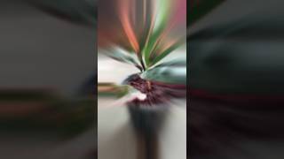 Croton ka plantsgarden short video YouTube short [upl. by Aikemat]