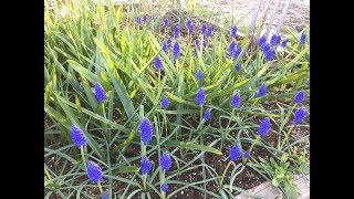 Growing Muscari GrapeHyacinthArmeniacum [upl. by Ladin405]