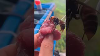 How to Destroy a Deadly Hornet Hive The Answer Will Shock You 😱 shorts Hornet [upl. by Sivra]