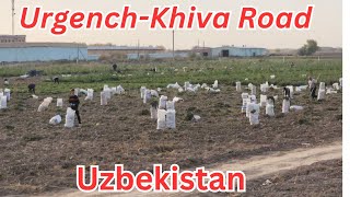 Beautiful UrganchKhiva Road Uzbekistanগাজর তোলার দৃশ্য খিভা উজবেকিস্তান নভেম্বর ২০২৩ [upl. by Attenauq]