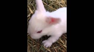 Angora Rabbits 2 weeks old [upl. by Us]