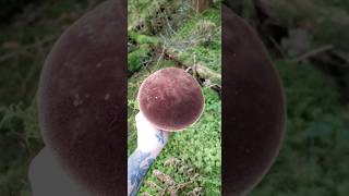 Admiring gorgeous Bolete specimens in the mossy forest [upl. by Arraes98]