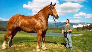 The BIGGEST HORSES In The World 🐎 [upl. by Kciredorb156]