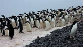 Adelie Penguins [upl. by Barbe]