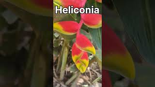 Heliconia rostrata plant [upl. by Slayton126]