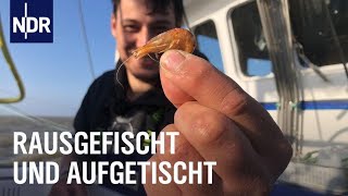 Fischereihafen Cuxhaven Täglich frischer Fisch  Die Nordreportage  NDR Doku [upl. by Akenn996]