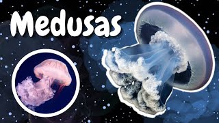 🫵Los 10 SECRETOS mas escondidos de las MEDUSAS 🫵 [upl. by Ardnosal404]