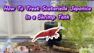 How To Treat Scutariella Japonica In a Shrimp Tank [upl. by Yslehc]