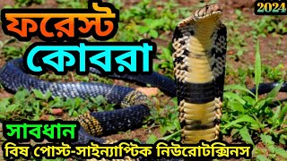 Forest cobra snakeফরেস্ট কোবরা সাপNaja melanoleuca ourhistoricalandbeautifulbangl kolkata sap [upl. by Ecerehs]