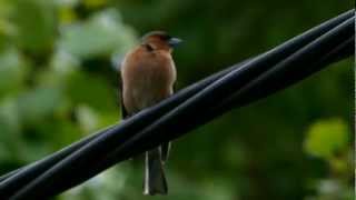 Chaffinch Fringilla Coelebs ♂  Buchfink 06 [upl. by Modnar677]