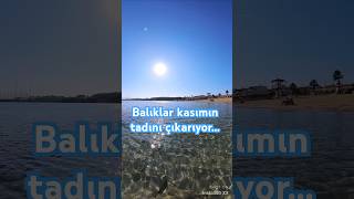 DİDİM ALTINKUMDA BALIKLAR KASIM AYININ TADINI ÇIKARIYOR [upl. by Duquette399]