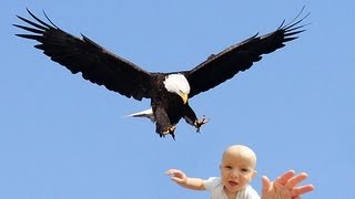 EAGLE SNATCHES KID  Eagle Picks Up Baby Fake [upl. by Odlamur]