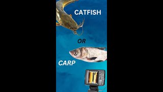 Carp vs Catfish [upl. by Alexander]