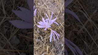 Meadow Saffron Colchicum Persicum [upl. by Patsis]