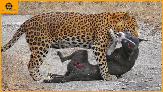 15 Perros Atacados Sin Piedad Y Asesinados Por Leopardos Tigres [upl. by Annelise]