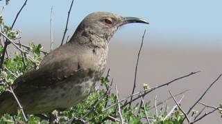 Curvebilled Thrasher Toxostoma curvirostre Pair Singing Calling Chattering [upl. by Noirad859]