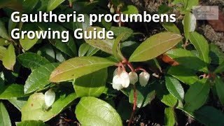 Gaultheria procumbens Growing Guide Checkerberry by Gardeners HQ [upl. by Lovel]