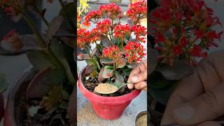 Kalanchoe के गमले में 1 चम्मच इस फ्री की खाद को डाल दें  fertilizer for Kalanchoe plant shorts [upl. by Yerrok]