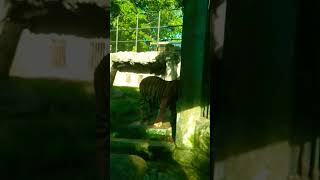 Tiger 🐯 Zoo dehiwalazoo Tiger walk wildanimals KaveesHealthyKitchen [upl. by Margareta815]