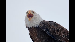 Wildlife Drive  Rocky Mountain Arsenal National Wildlife Refuge CO [upl. by Ellenad603]