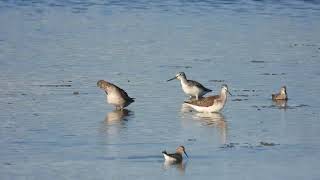 Common Greenshank Pantana Tringa nebularia Spotted Redshank Totano moro Tringa erythropus [upl. by Aisatsan650]