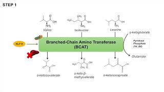 Branched Chain Amino Acid Metabolism  BCAA Catabolism  Pathway and Regulation [upl. by Volin70]