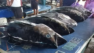 Live 25 May 24 ‼️🔥 Cutting Fresh Yellowfin Tuna at Fish Market Sorong Southwest Papua Indonesia [upl. by Streetman]