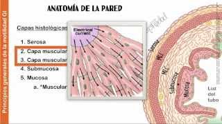 Cap 62  Principios generales de la función gastrointestinal [upl. by Sidran]