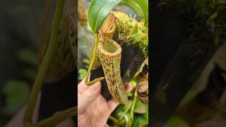 Nepenthes Vogelii X ventricosa BE4593 [upl. by Bennion]