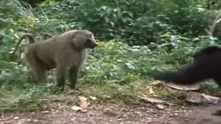 2 Chimpanzees VS Baboon [upl. by Lavud]