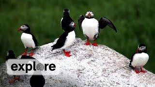 Discover the Puffins of Seal Island Maine [upl. by Yrrok500]