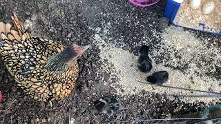 Moved sebright hen and hatchlings into pen [upl. by Glialentn]